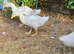 7 week old Goslings