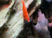 Neo-caridina shrimps pure bred high grades