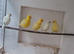 5 Fife Canaries for sale