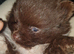 Pomeranian puppies ready end of Aug taking deposits now