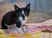 Kittens ip3