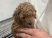 Cavapoo x poodle puppies available