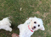 2yr old Maltese girl