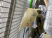2 Kakarikis