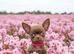 Chihuahua puppy female