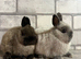 Netherland Dwarf Baby Girls