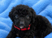 Labradoodle F1B Health clear pups