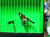 Beautiful 2025 Goldfinch Cock, Quality Bird &pound;50