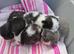 4 Beautiful mixed breed kittens