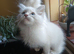 Beautiful brother and sister Ragdoll kittens