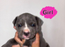 Cane corso x puppies