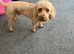 A beautiful male cockapoo called Bailey.