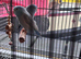 Bonded pair of parrortlets