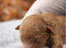 Kc registered toy poodles