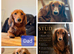 4 Miniature dachshund puppies