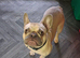 Female French bulldog