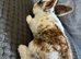 5 Lop cross Rex Babies