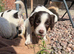 Stunning cocker spaniel puppies