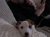6 month old Lurcher for sale