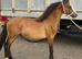Registered welsh a yearling colt