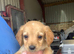 Labradoodle puppys