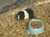 Baby Guinea pigs for sale