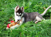 Siberian husky puppies