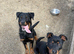 4 month old male Rottweiler