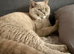 REDUCED - Sought after beautiful cream boys (BSH)