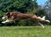 Saluki x lurcher