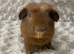 Gorgeous Bonded Baby Guinea pigs. Price is for the pair