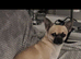 full bred chihuahua pups!