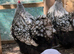 Breeding trio of silver laced orpingtons 1 cockerel 2 hens very fertile