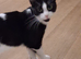 Luna is looking to be rehommed