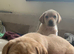 Stunning KC registered Labrador pups