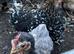 X3 pekin bantam chickens