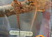 Bearded Dragons for sale