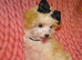 *XXS Gorgeous F1 Maltese X Tiny Toy Poodle F1 Apricot Maltipoo Puppy 5 Months Old*