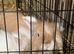 Two brothers for rehome