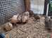 Japanes Coturnix Quails available