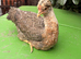Stunning Crested Cream Legbar Pullet - Purebred Blue Egg Layer!