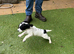 Beautiful striking Traditional English Springer Spaniel Puppies