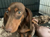 Miniature dachshund