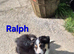 6 Border collie pups for sale