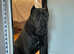 Champion bred cane corso stud