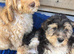 Puppies ready to go