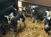 6 Pygmy goat kids for sale