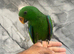 Ready Now Baby HandReared Eclectus Tame Parrot,27