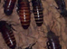 Madagascar cockroach