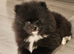 1 Boy Beautiful kc pomeranian